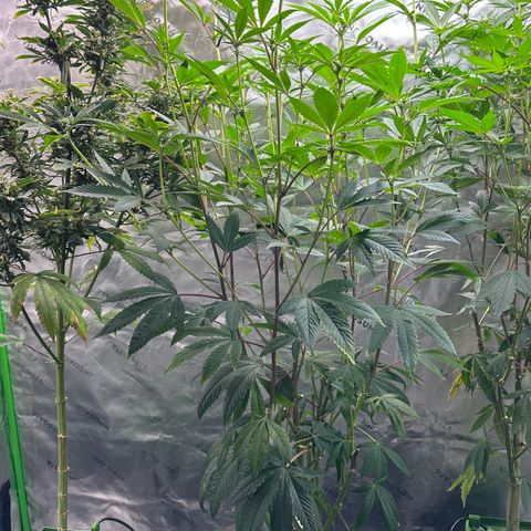 MiscxLAZ #26 C #2 growlog timeline photo