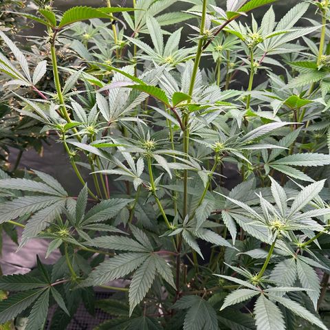 MiscxLAZ #26 C #2 growlog timeline photo