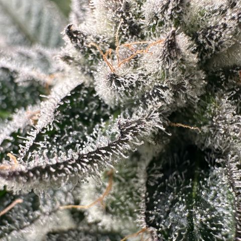 MiscxLAZ #29 C growlog timeline photo