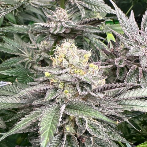 CxLAZ #03 C #1 58.58g growlog timeline photo
