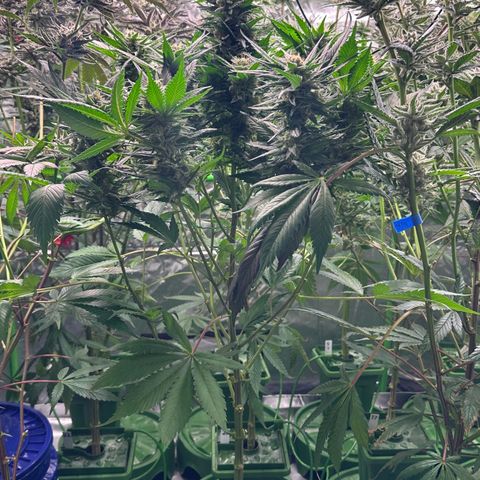 Fuel D.OG #1 Female 47.36g growlog timeline photo