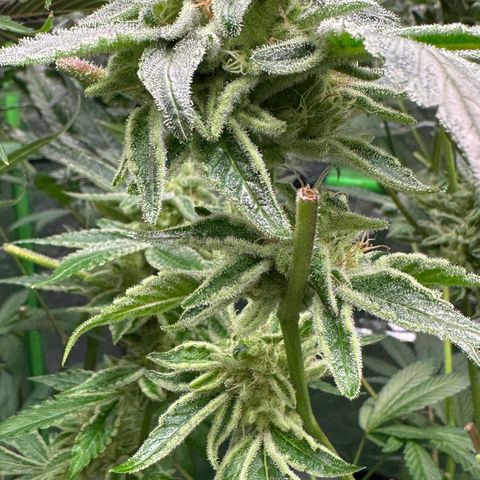 CxLAZ #20 C1 25g growlog timeline photo