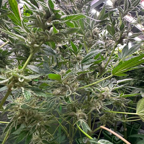 MiscxLAZ #37 C growlog timeline photo