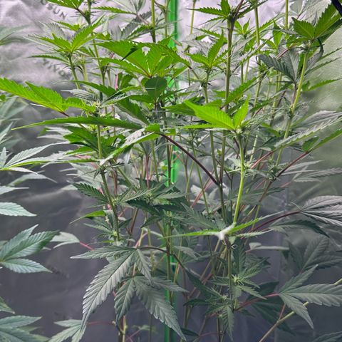 CxLAZ #15 C #1 growlog timeline photo