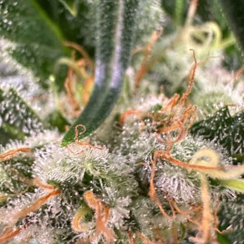 Fuel D.OG #1 Female 47.36g growlog timeline photo