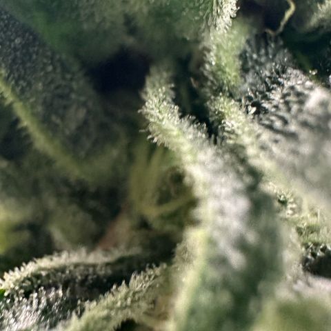 MiscxLAZ #08 C #1 growlog timeline photo