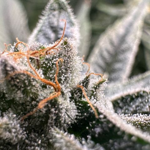 MiscxLAZ #26 C #1 47.15g growlog timeline photo