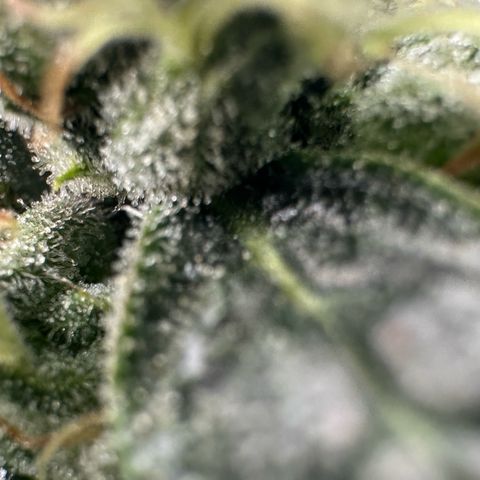MiscxLAZ #08 C #1 growlog timeline photo