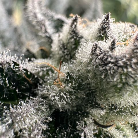 MiscxLAZ #29 C growlog timeline photo