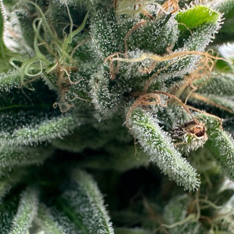 CxLAZ #20 C1 25g growlog timeline photo