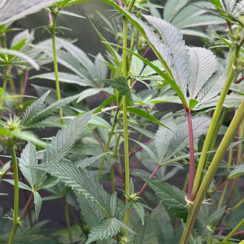 MiscxLAZ #26 C #2 growlog timeline photo