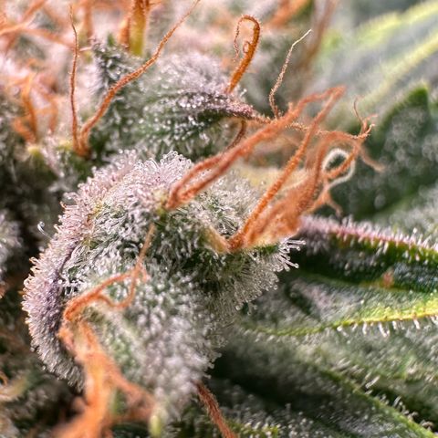 Fuel D.OG #1 Female 47.36g growlog timeline photo