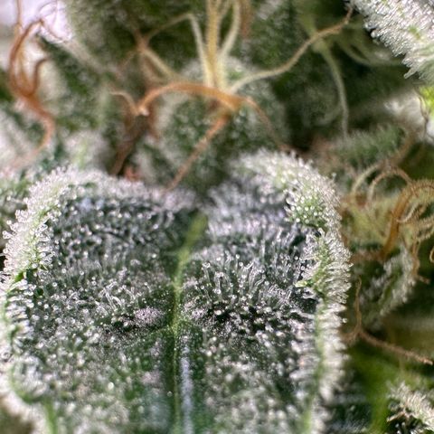 CxLAZ #20 C1 25g growlog timeline photo
