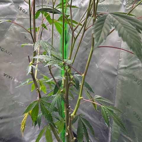 CxLAZ #15 C #1 growlog timeline photo