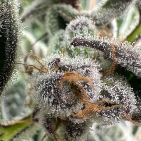 MiscxLAZ #37 C growlog timeline photo
