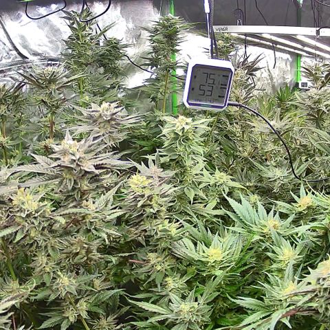 Fuel D.OG #1 Female 47.36g growlog photo: Before and after defoilation