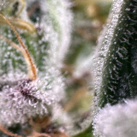 MiscxLAZ #37 C growlog timeline photo