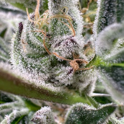 MiscxLAZ #37 C growlog timeline photo