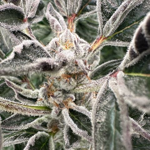 MiscxLAZ #37 C growlog timeline photo