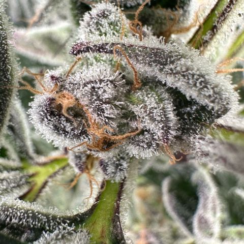 MiscxLAZ #37 C growlog timeline photo