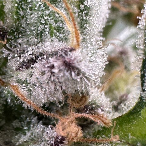 MiscxLAZ #37 C growlog timeline photo