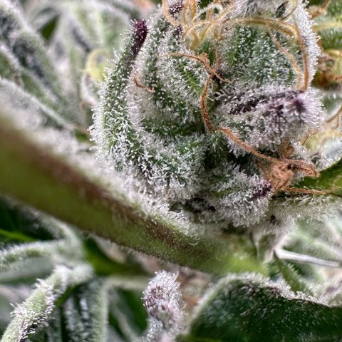 MiscxLAZ #37 C growlog timeline photo