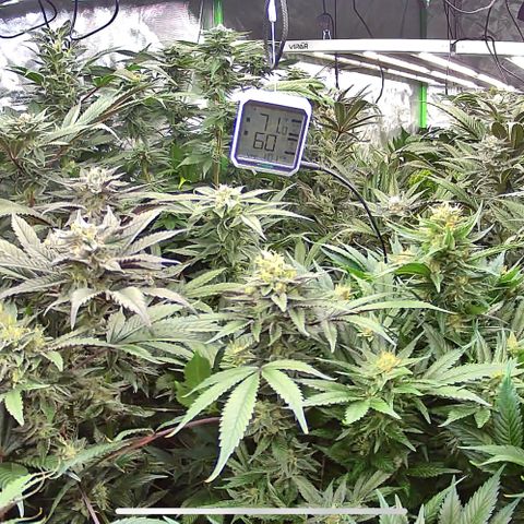 Fuel D.OG #1 Female 47.36g growlog photo: Before and after defoilation