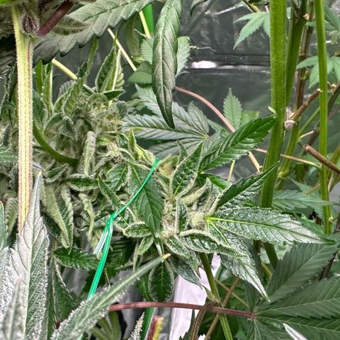 CxLAZ #03 C #1 58.58g growlog timeline photo