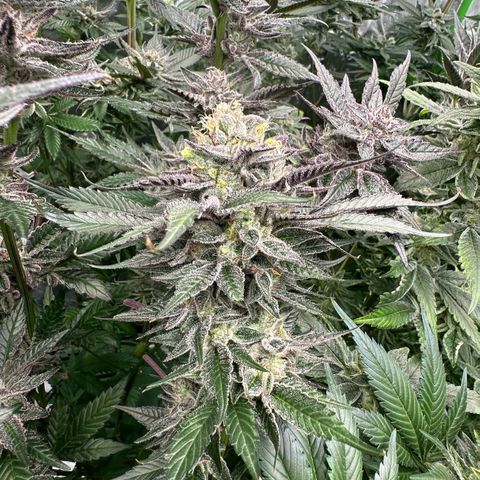 CxLAZ #03 C #1 58.58g growlog timeline photo