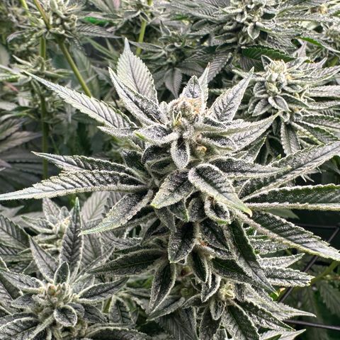 MiscxLAZ #26 C #1 47.15g growlog timeline photo