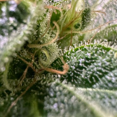 CxLAZ #20 C1 25g growlog timeline photo