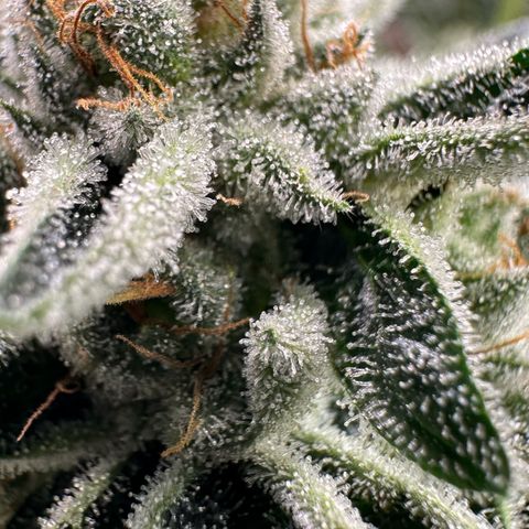 MiscxLAZ #26 C #1 47.15g growlog timeline photo
