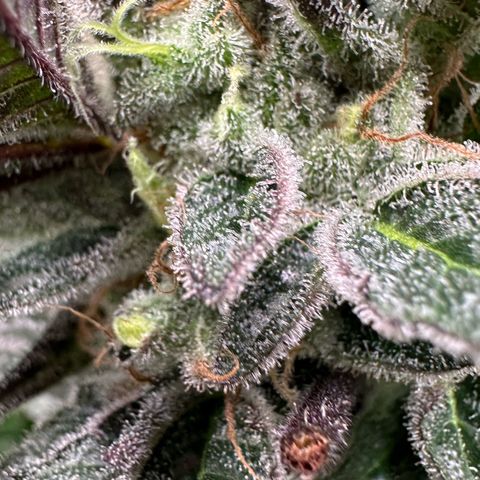 CxLAZ #03 C #1 58.58g growlog timeline photo