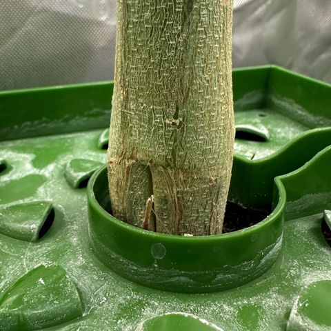CxLAZ #15 C #1 growlog timeline photo