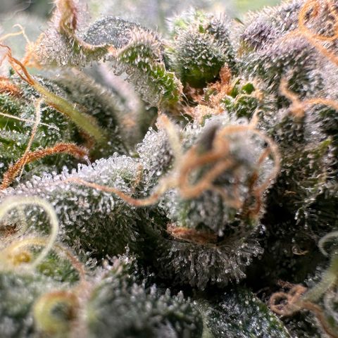 MiscxLAZ #08 C #1 growlog timeline photo