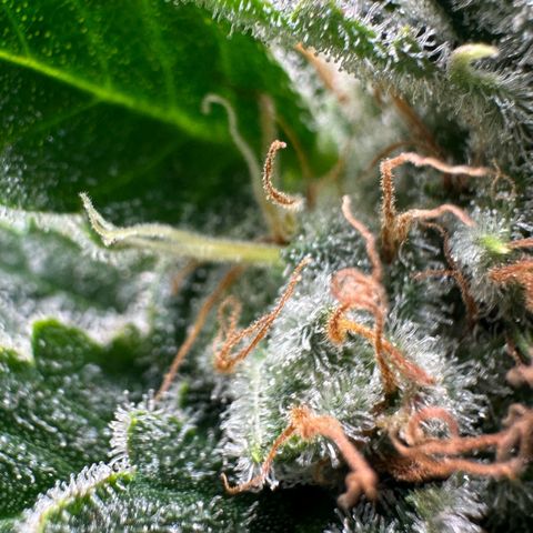 Fuel D.OG #1 Female 47.36g growlog timeline photo