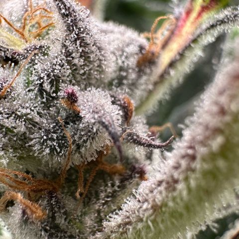 MiscxLAZ #37 C growlog timeline photo