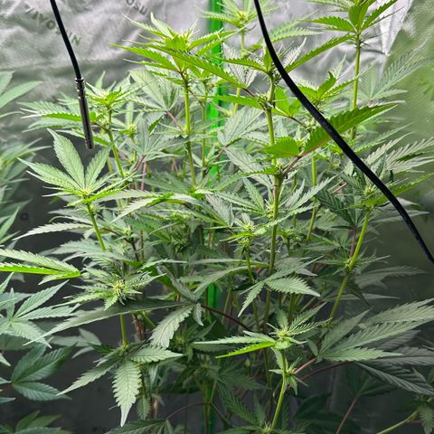 CxLAZ #15 C #1 growlog timeline photo