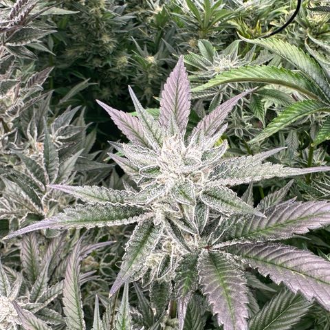 MiscxLAZ #29 C growlog timeline photo