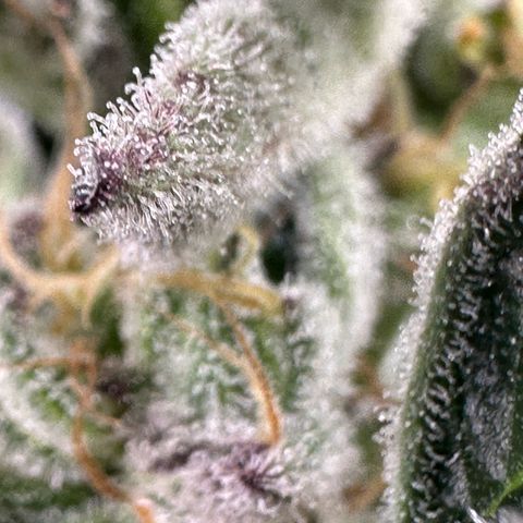 MiscxLAZ #37 C growlog timeline photo