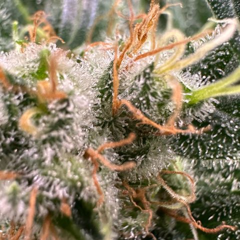Fuel D.OG #1 Female 47.36g growlog timeline photo