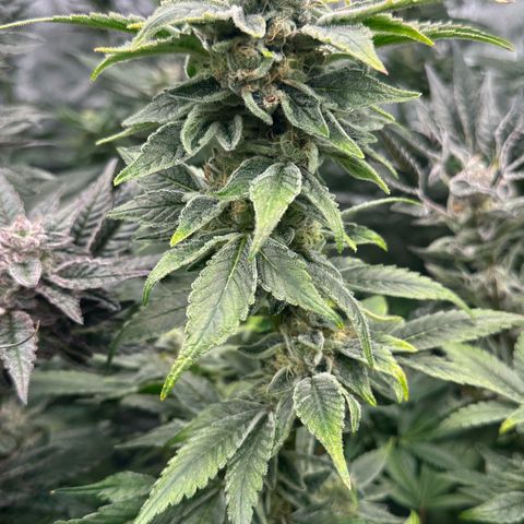 CxLAZ #20 C1 25g growlog timeline photo