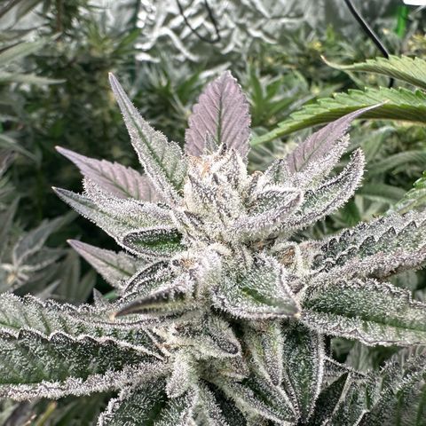MiscxLAZ #29 C growlog timeline photo