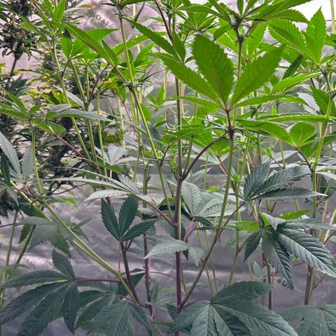 MiscxLAZ #26 C #2 growlog timeline photo