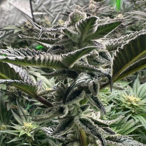 MiscxLAZ #29 C growlog timeline photo