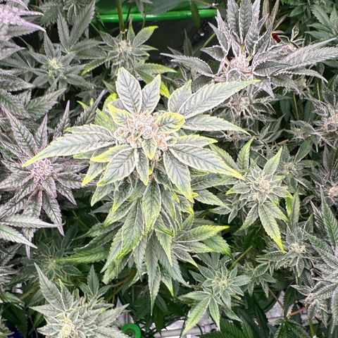 CxLAZ #20 C1 25g growlog timeline photo