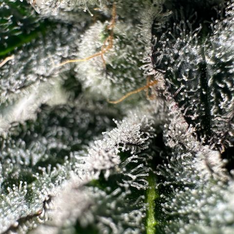 MiscxLAZ #29 C growlog timeline photo