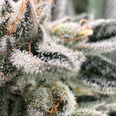 MiscxLAZ #26 C #1 47.15g growlog timeline photo