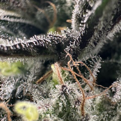 CxLAZ #03 C #1 58.58g growlog timeline photo