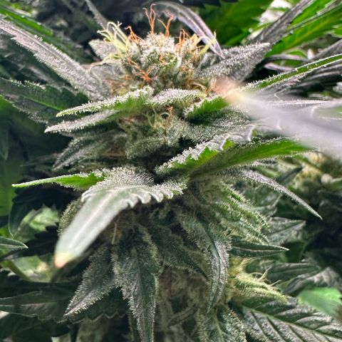 Fuel D.OG #1 Female 47.36g growlog timeline photo